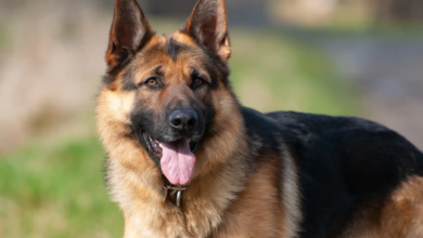 Photo of Cómo hacen los perros para volver a casa si se perdieron, según la ciencia