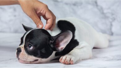 Photo of Las razas de perros que se adaptan mejor a la ciudad, según los veterinarios