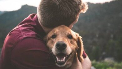 Photo of Qué significa cuando tu perro te sigue a todos lados: 3 razones clave que explican su comportamiento