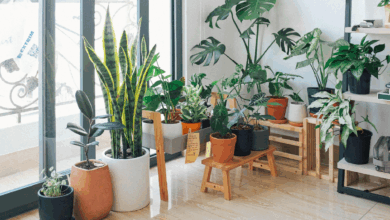 Photo of Según la ciencia, las plantas en casa mejoran el bienestar por todos estos motivos