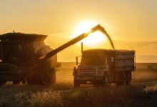 Photo of EEUU dio a conocer que la producción argentina de soja 2024/25 será de 49 millones de toneladas