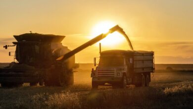 Photo of EEUU dio a conocer que la producción argentina de soja 2024/25 será de 49 millones de toneladas