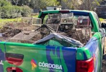 Photo of Secuestraron casi 100 aves exóticas en cautiverio: las fotos