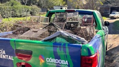 Photo of Secuestraron casi 100 aves exóticas en cautiverio: las fotos