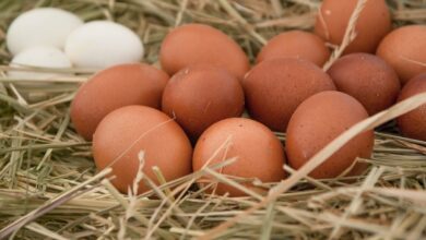 Photo of Oportunidad: la Argentina produce 17.000 millones de huevos al año, pero exporta apenas el 2%