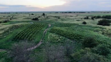 Photo of Alerta agroclimática: el invierno comenzaría con menos heladas y más lluvias en el centro de Argentina