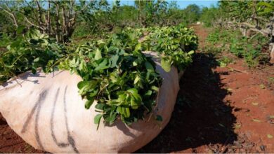 Photo of La cosecha de yerba mate cayó a mínimos históricos y los productores advierten por el colapso del sector