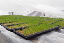 Photo of El Municipio acompaña a productores avícolas con la entrega de forraje hidropónico