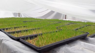 Photo of El Municipio acompaña a productores avícolas con la entrega de forraje hidropónico