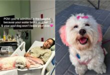 Photo of La historia de Charli, el perro que acompañó a su dueña en el hospital tras perder a su bebé