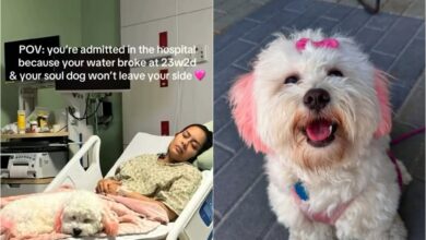 Photo of La historia de Charli, el perro que acompañó a su dueña en el hospital tras perder a su bebé