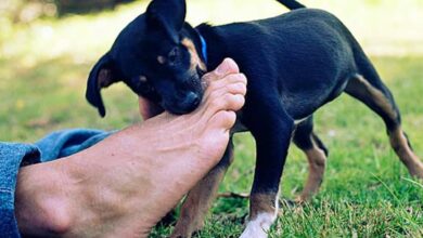 Photo of Cuáles son las razones por las que tu perro te lame los pies