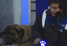 Photo of Javier Milei apareció con su perro Conan en un programa de streaming