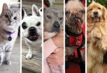 Photo of Las cinco mascotas más populares de Instagram
