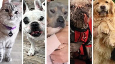 Photo of Las cinco mascotas más populares de Instagram