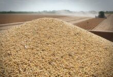 Photo of El futuro inmediato de los productores de soja está en manos del Gobierno más que del mercado