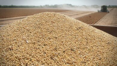 Photo of El futuro inmediato de los productores de soja está en manos del Gobierno más que del mercado