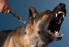 Photo of Por qué los perros ladran a algunas personas y a otras no
