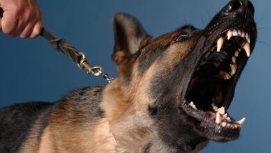 Photo of Por qué los perros ladran a algunas personas y a otras no