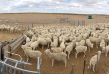 Photo of “100.000 familias se verán afectadas”: temor en empresas patagónicas del agro por una medida sanitaria del Gobierno