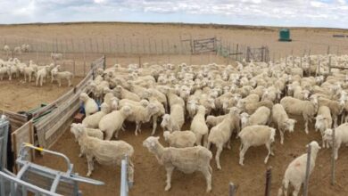 Photo of “100.000 familias se verán afectadas”: temor en empresas patagónicas del agro por una medida sanitaria del Gobierno