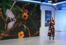 Photo of Cómo las plantas nativas pueden devolver la biodiversidad a las ciudades y atraer mariposas