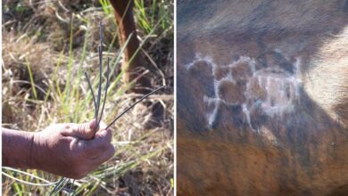 Photo of Fallo contundente: condenaron a cinco años de prisión a un productor por un importante robo de vacas