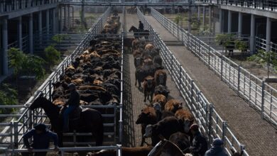 Photo of Vacunos: otra oferta moderada y precios en baja en el Mercado Agroganadero de Cañuelas