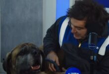 Photo of Milei llevó a su perro Conan a un programa de streaming