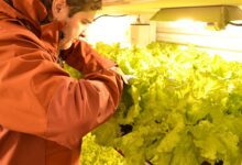 Photo of Lechuga en la Antártida: la misión que parecía imposible y es sensación en tres bases argentinas