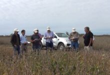 Photo of Evaluación de cultivos, soja no OGM, maní y alfalfa: el sorprendente salto tecnológico que se logró junto con el INTA