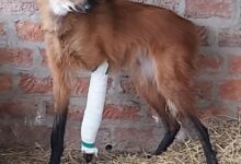 Photo of Entre Ríos: llegó herida y asustada, y hoy su liberación revaloriza a una especie injustamente asociada a una nefasta leyenda