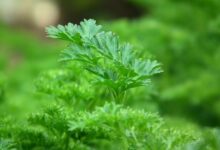 Photo of La planta que ayuda al buen funcionamiento de los riñones: es ideal para eliminar toxinas del cuerpo