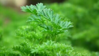 Photo of La planta que ayuda al buen funcionamiento de los riñones: es ideal para eliminar toxinas del cuerpo