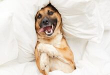 Photo of ¿Tenés ropa que ya no usas? Ahora la podes aprovechar para hacerle una cama a tus mascotas