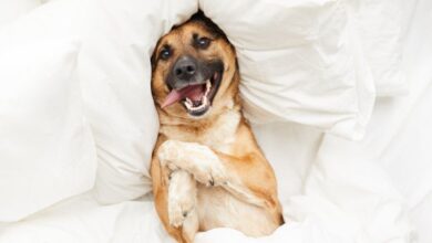 Photo of ¿Tenés ropa que ya no usas? Ahora la podes aprovechar para hacerle una cama a tus mascotas