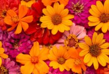 Photo of El truco infalible para estimular el crecimiento de tus flores durante el invierno