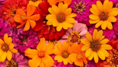 Photo of El truco infalible para estimular el crecimiento de tus flores durante el invierno