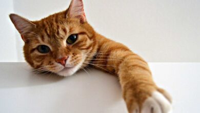 Photo of Lo que tu amor por los gatos revela sobre vos (y seguro no lo sabías)