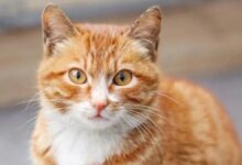 Photo of ¿Cómo hacen los gatos para ronronear? La ciencia resolvió finalmente el misterio