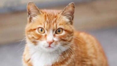 Photo of ¿Cómo hacen los gatos para ronronear? La ciencia resolvió finalmente el misterio