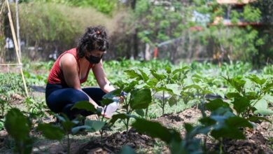 Photo of Cómo mejorar tu huerta con 0 pesos: los tres consejos para mantener gratis tus plantas