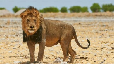 Photo of Un león mató a un turista en un safari de lujo en Namibia