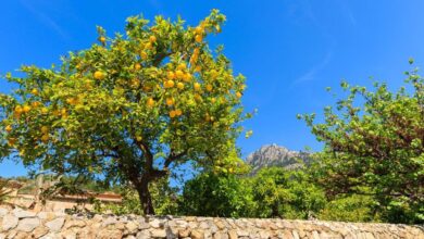 Photo of Los expertos en jardinería revelaron los secretos sobre como hacer florecer un limonero en casa