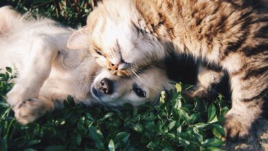 Photo of Estas son las mejores razas de perro para tener en casa si ya hay un gato