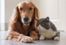 Photo of Los veterinarios respondieron la duda de todos los dueños de mascotas: ¿cuándo tengo que abrigar a mi perro y gato en invierno?
