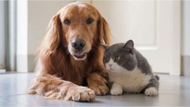 Photo of Los veterinarios respondieron la duda de todos los dueños de mascotas: ¿cuándo tengo que abrigar a mi perro y gato en invierno?