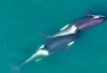 Photo of Cómo las orcas fabrican herramientas para acicalarse entre ellas