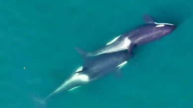 Photo of Cómo las orcas fabrican herramientas para acicalarse entre ellas