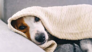 Photo of Cómo cuidar a tu perro del frío en invierno: síntomas y soluciones